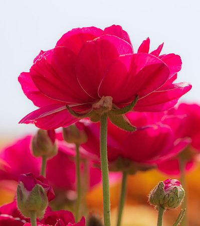 Carlsbad Flower Fields May 2022-0335