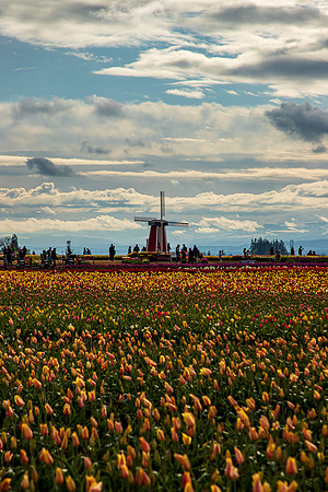 Wooden Shoe Tulip Farm Oregon April 2022-9341