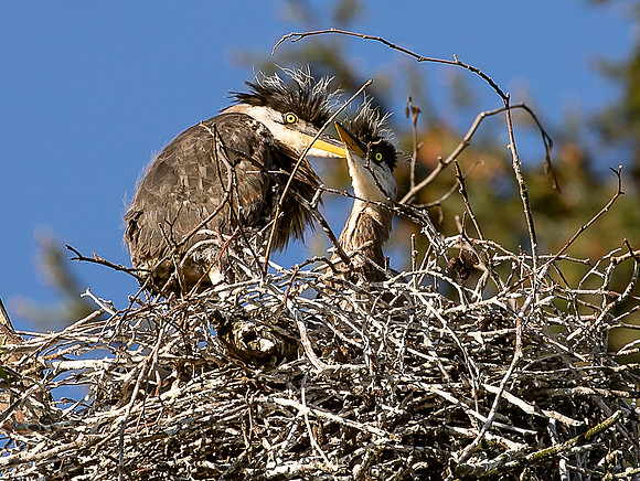 Herons at Post Point May 2022-1209