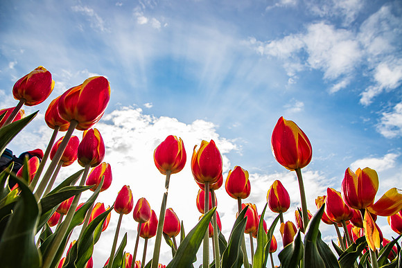 Wooden Shoe Tulip Farm Oregon April 2022-9315
