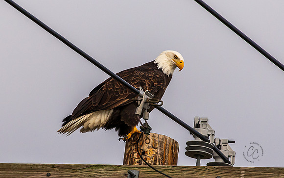 Eagles on Lummi Shore Jan 2022-7673
