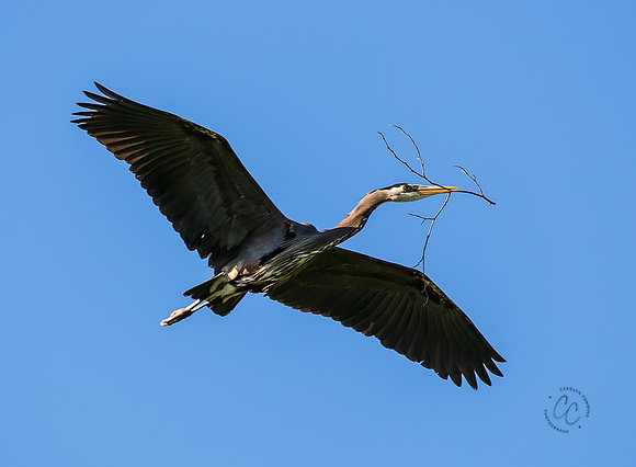 Herons at Post Point May 2022-1300