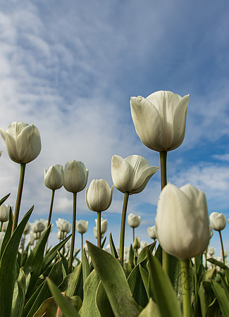 Wooden Shoe Tulip Farm Oregon April 2022-9359