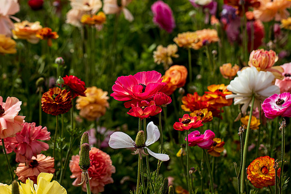 Carlsbad Flower Fields May 2022-0356