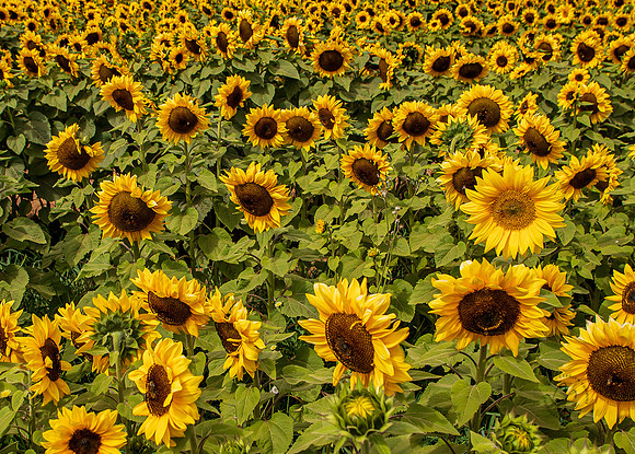 Carlsbad Flower Fields 2022-0457