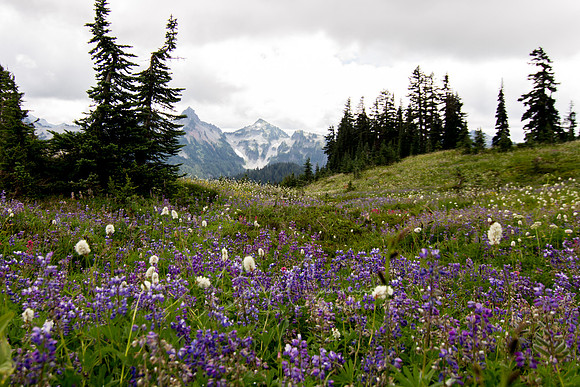 Mt. Rainier-7463