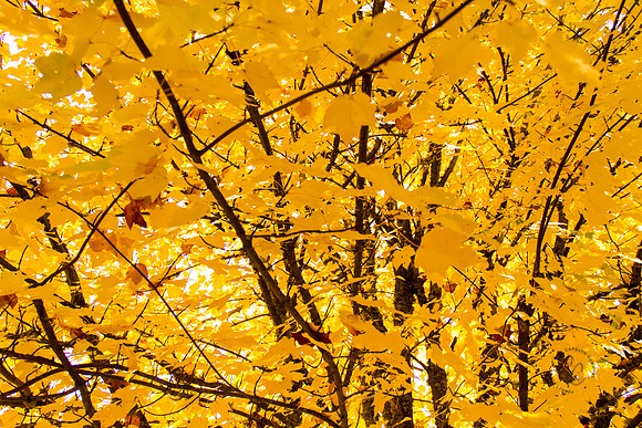 Lacey WA Fall Colors 2016-6010