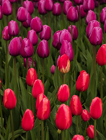 Roozengaarde Tulips April 2022-9860