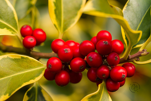 Holly Nov 2016-6646