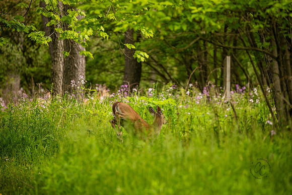 Michigan May 2025-8866