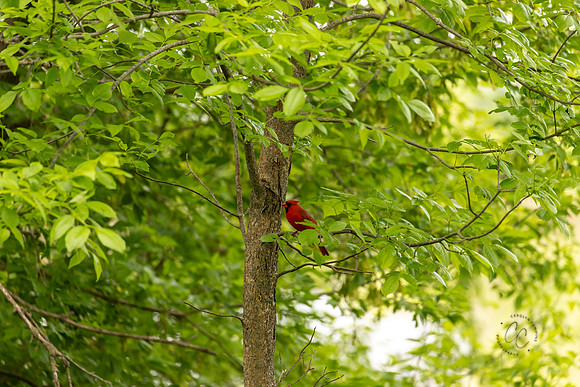 Michigan May 2025-8892