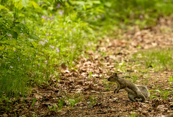 Michigan May 2025-8939