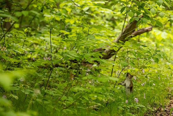 Michigan May 2025-8975
