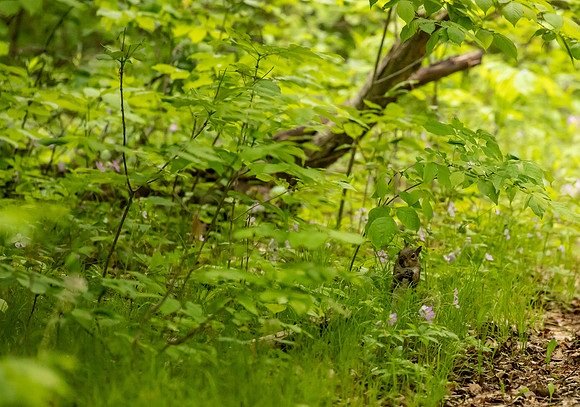 Michigan May 2025-8977