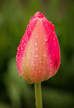 Tulip Town April 2022-9631