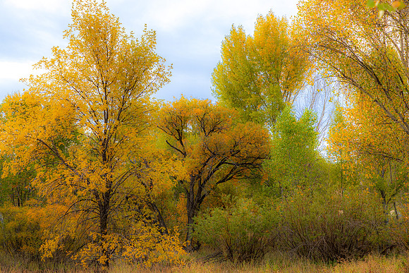 Prescott 2025-