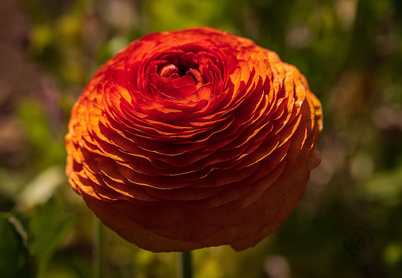 Carlsbad Flower Fields May 2022-0252