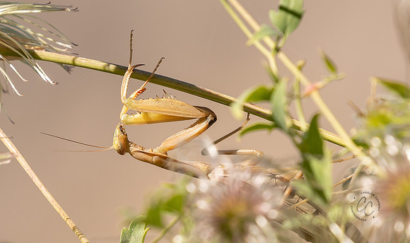 Praying Mantis-6714