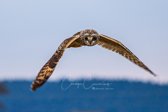 Owl 2020-1196