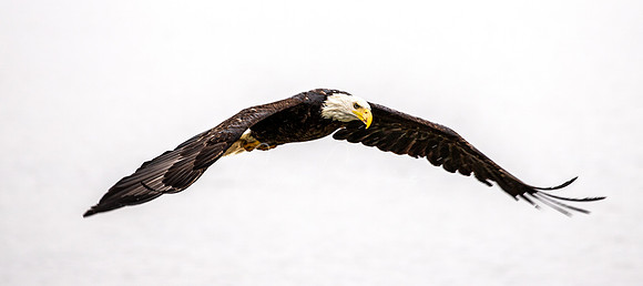 Eagle in flight 2023-3965