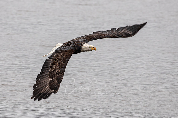 Eagle in flight 2023-3963