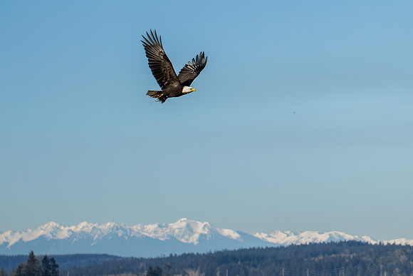 Crouse Eagle-2129