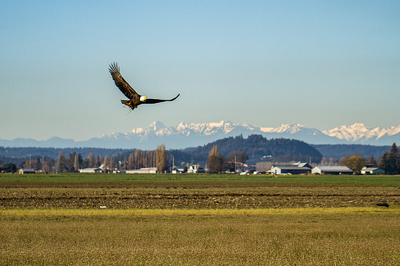 Crouse Eagle-2128
