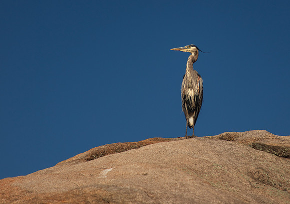 Heron at Watson Lake June 2025-9859