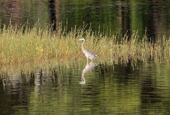 Heron at Watson Lake June 2025-2413