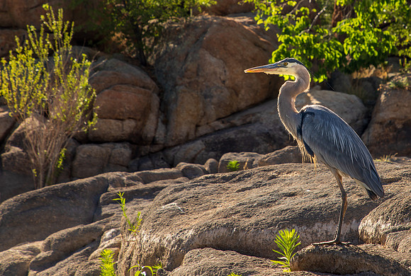Heron at Watson Lake June 2025-9829