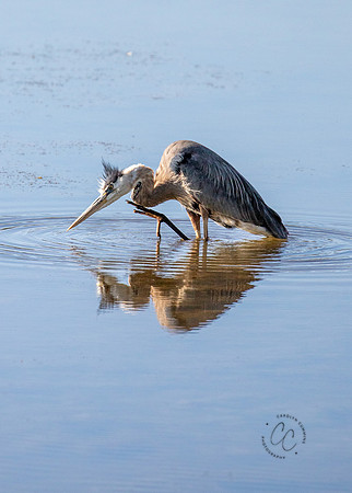 Heron at Watson Lake June 2025-9975