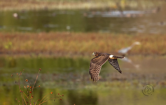 Hawk at Watson Lake October 2025-2436