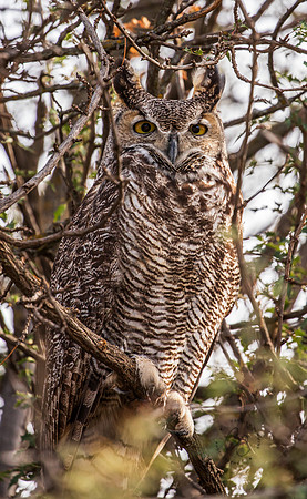 Great Horned Owl Dec 2025-4212