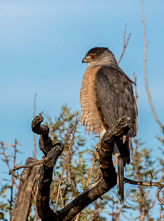 Coopers Hawk Dec 2025-4332