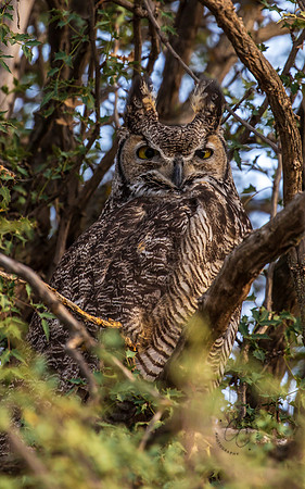 Great Horned Owl Dec 2025-4354