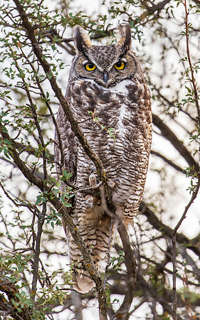 Great Horned Owl Dec 2025-4344