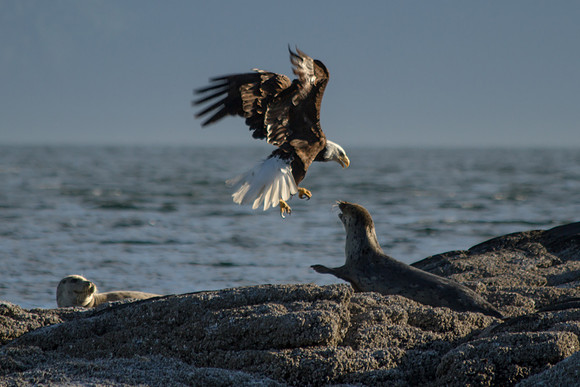 Eagle and Seal-5865
