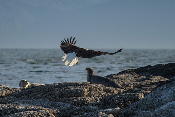 Eagle and Seal-5866
