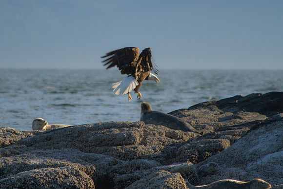 Eagle and Seal-5867