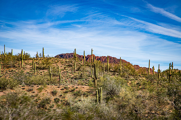 Arizona Saguaro Jan 2026-4729