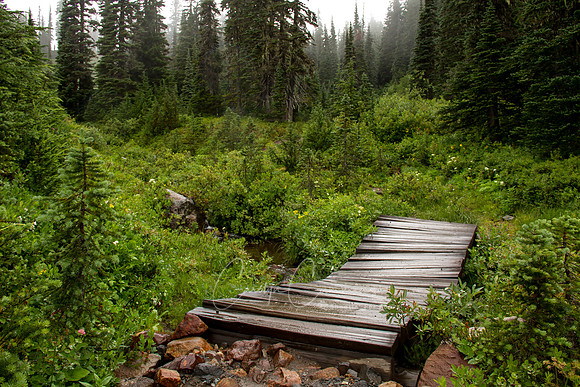 Mt. Rainier-7141