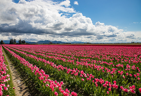 Roozengaarde Tulips April 2022-9977