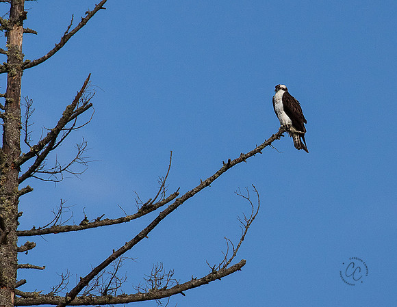 Fish Eagle Osprey May 2022-0610