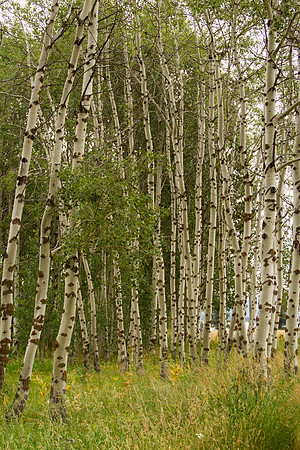 Tamarack-6862