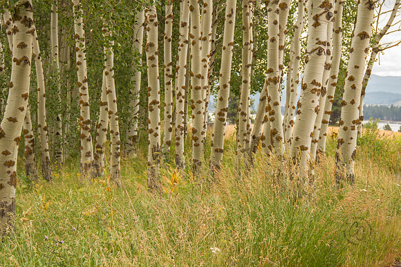 Tamarack-6865