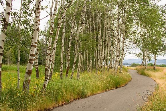 Tamarack-6866