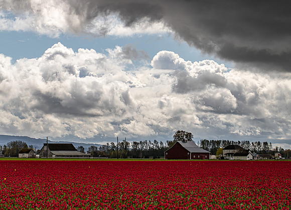 Roozengaarde Tulips April 2022-9941