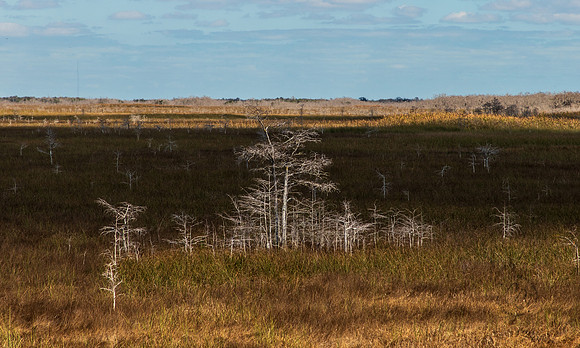 Florida Everglades 2026-7049