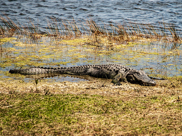 Florida Alligator 2026-7028