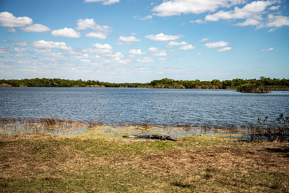 Florida Alligator 2026-7025